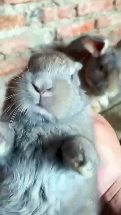 🐶 🐱 Cute-🐰 🦊 funny-pets-🐭 🐹