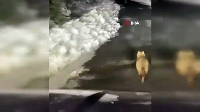 Çakal sürüsü Trabzonlu ile yolda karşılaşırsa...