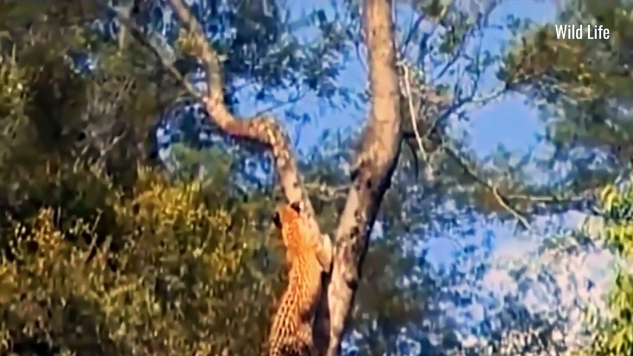 Leopard vs Monkey Family! An Intense Animal Documentary Showdown!!