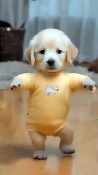 Motor Dancing Dog 🐶😂(360P)