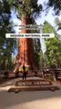 Exploring Sequoia National Park_ California _travel _nationalparks _usa(360P)