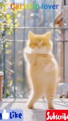 Cat kitto lover