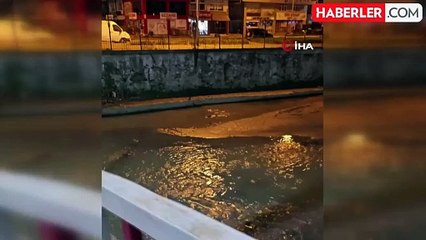 Zonguldak'ta Nadir Görülen Su Samuru Görüntülendi