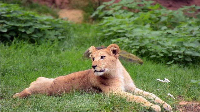 Cute Lion Cub Playing | Adorable Baby Lion in Wildlife