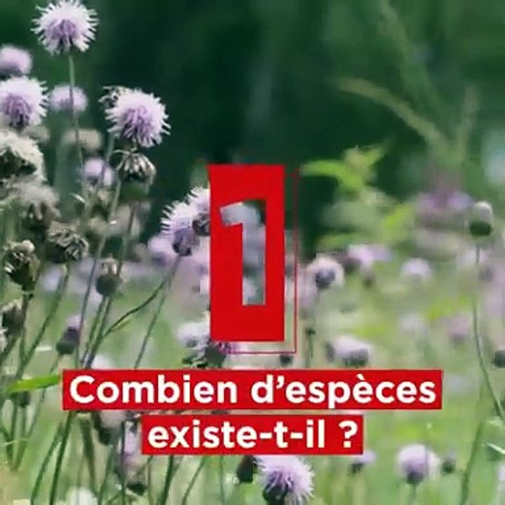 Les guêpes, 5 choses à savoir