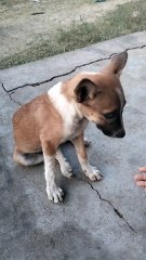Cute dogs dogs video #dog reels video in tamil