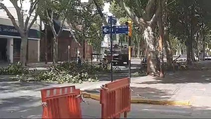 Fiesta Nacional de la Vendimia poda