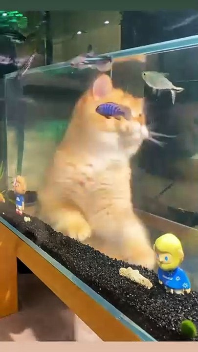 Katze im Karton! 20250302