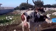 Çamaşır asmaya çıktığı esnada beklenmedik bir şekilde buzağının ebesi olan kadın 😊