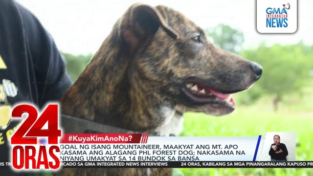 #KuyaKimAnoNa? - PHL Forest Dog na si Bundok, nakaakyat na sa 14 na bundok sa bansa; Chick No. 31 na si Riley, pinakabagong hatchling ng PEF; Mabahong trespasser sa Puerto Princesa; Serval cat mula Africa, alaga ng isang Vet | 24 Oras