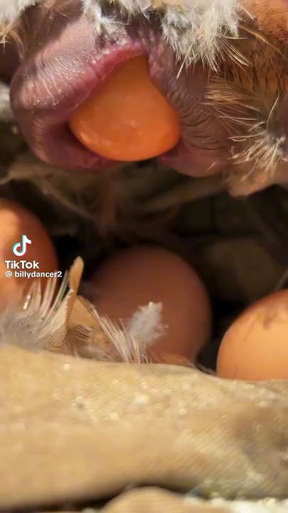 chicken eggs