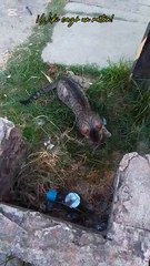 ¡Mi gatito cazó un ratón! - Tacuarembó (03/01/2025)