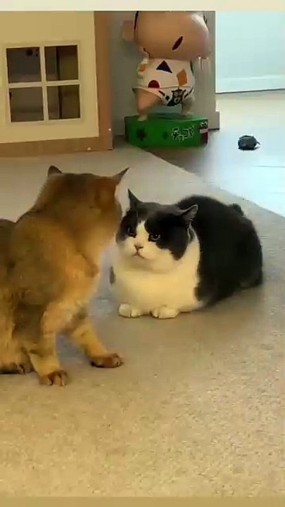 Katze im Karton! 20250303