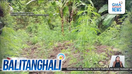 Taniman ng marijuana, bistado; P32,000, halaga ng halaman, binunot | Balitanghali