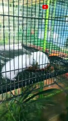 బుజ్జి ఎలుకలు / Rats Like You've NEVER Seen Before 🥰🥰