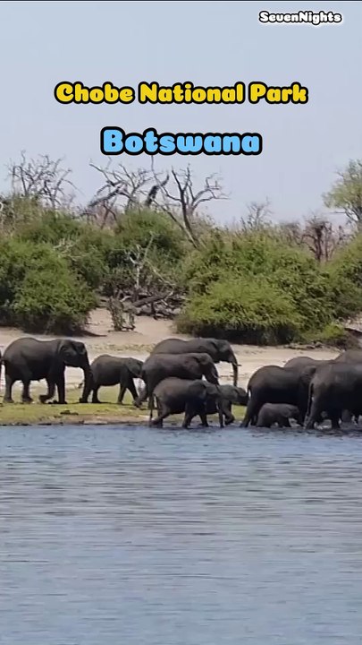 Chobe National Park, Botswana- Short
