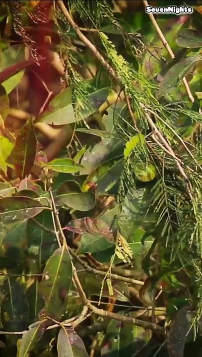 Bardia National Park, Nepal- Short
