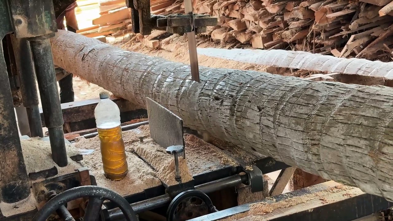 Complete Guide to Sawing a 5x7 Coconut Tree with a Sawmill