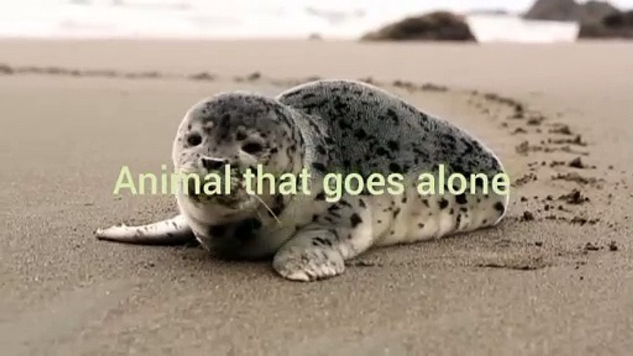 Funny Creatures
