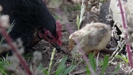 Always together Creatures