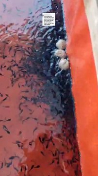 Pemijahan lele dimusim hujan susah pakan cacing sutera, ini solusinya