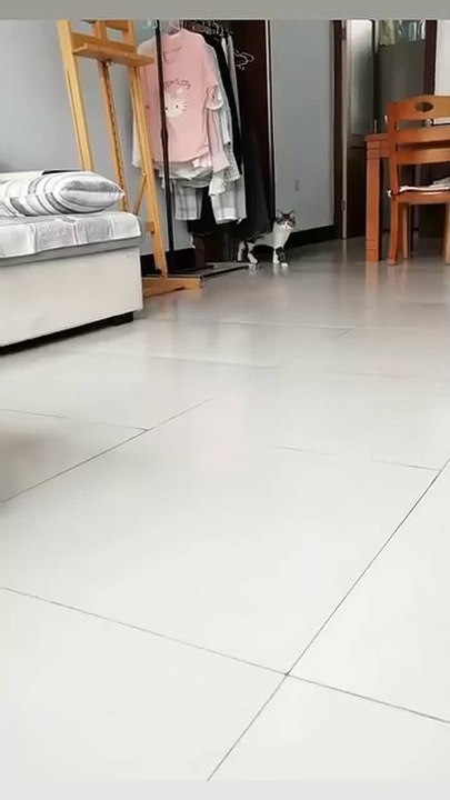 Welpen teilen ein Spielzeug! 20250303