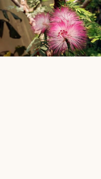 Calliandra Brevipes