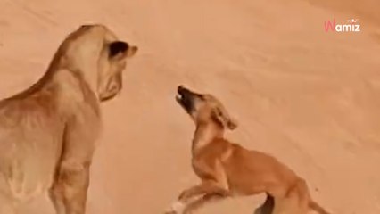 Safari-Touristen halten die Luft an: Plötzlich greift ein Hund die Löwen an (Video)