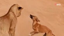 Safari-Touristen halten die Luft an: Plötzlich greift ein Hund die Löwen an (Video)