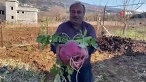 Kimyasal yok, doğal gübre! Bu turp karpuzla yarışıyor