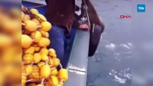 Artvin’de denize düşen karacayı balıkçılar kurtardı; o anlar kamerada