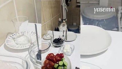 Kediler sahur sofralarında yerlerini aldı! Sahipleriyle beraber...