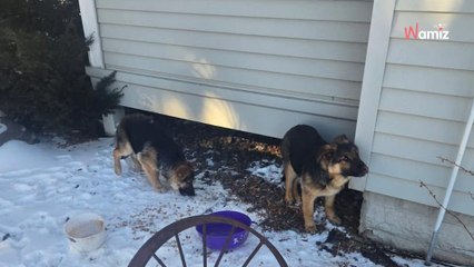 Deux chiots s'enfuient dans la rue : une semaine plus tard un couple reçoit une surprise sous leur porche
