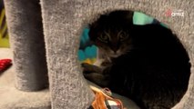 Ce chat se fait harceler : en arrivant au refuge ils prennent une décision radicale (vidéo)