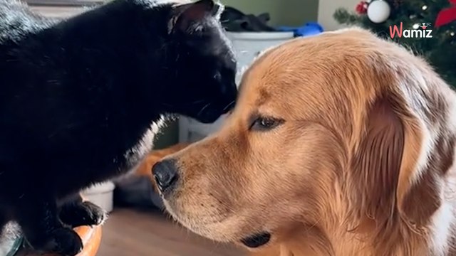 Ce chien et ce chat sont les meilleurs amis du monde : leurs moments de tendresse captivent la toile (vidéo)