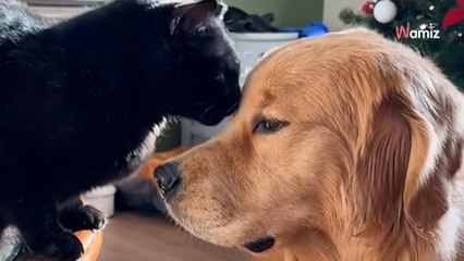 Ce chien et ce chat sont les meilleurs amis du monde : leurs moments de tendresse captivent la toile (vidéo)