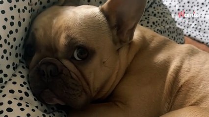 Le chien s'effondre pendant une balade en forêt : le vétérinaire pose un diagnostic surréaliste (vidéo)