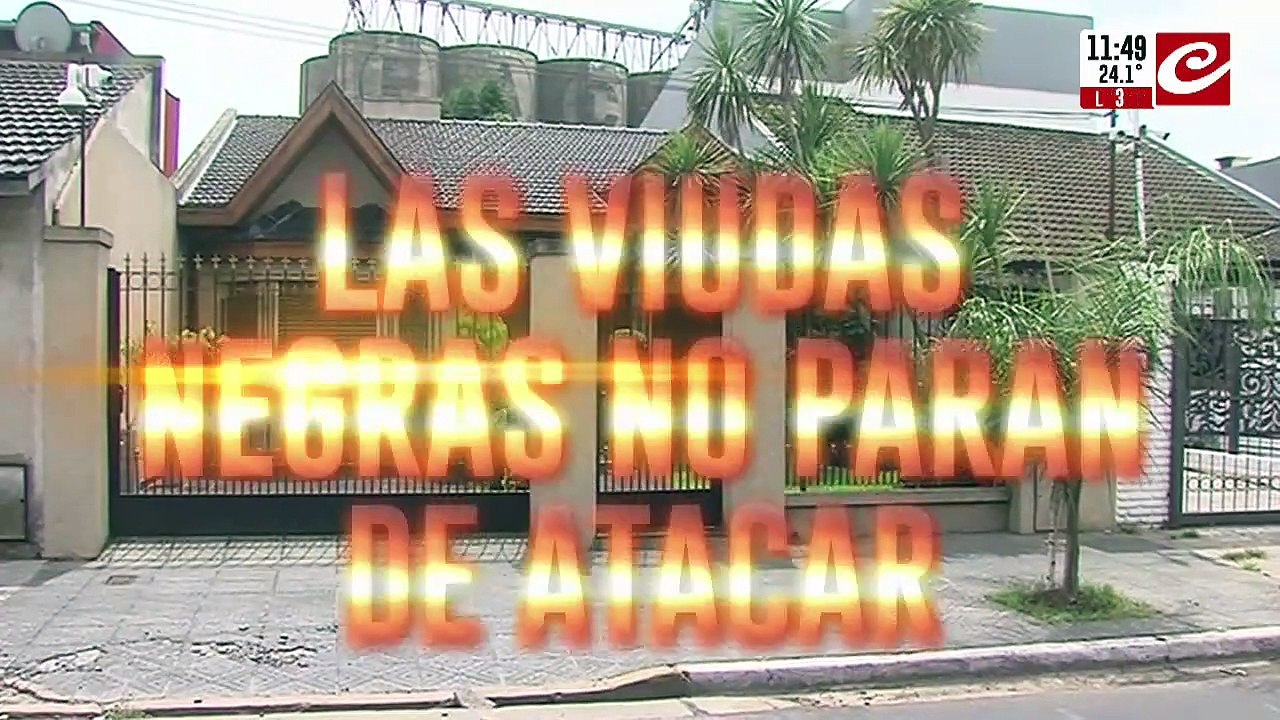 Crecen los ataques de viudas negras