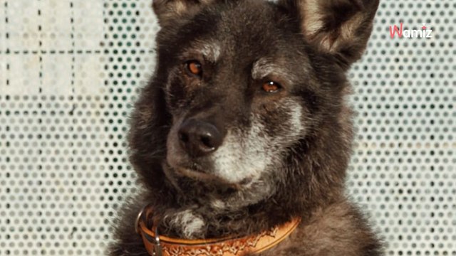 Il a veillé toute une nuit son maître décédé sous ses yeux : qui fera oublier ce traumatisme à Blacky ?