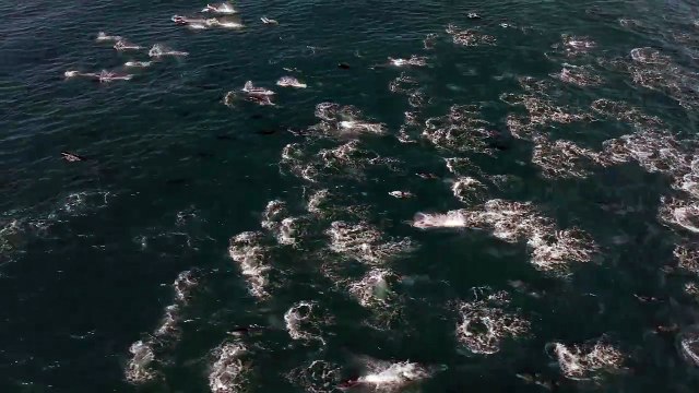 Espectáculo natural: miles de delfines cruzan la bahía de Monterrey
