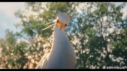 Oscar al cartoon ecologista "Flow". Il regista: ? un film diverso