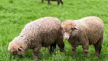 King David's Psalms:23. God is my Shepherd by JV Multifacet