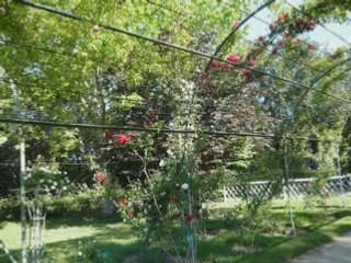 Film roses parc borély