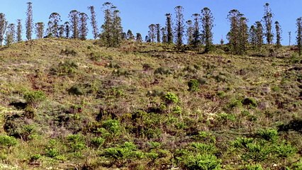 Caminando con Dinosaurios. 1 - Nueva Sangre (Latino)