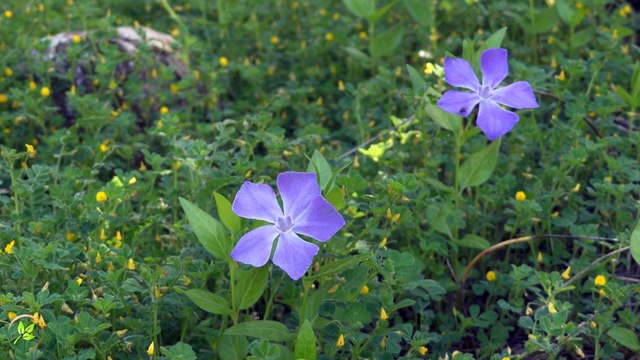 Episodio 007 - 21 minutos... 🌿✨ Amanecer en el Jardín: Sonido Relajante de la Naturaleza para Meditar, Dormir y Concentrarse 🌅🎶 | Disfruta del canto de los pájaros, el murmullo del agua y la brisa matutina en un paisaje sonoro perfecto