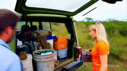 Cub_seeks_Xhelp_for_injured_Lion_rescued_by_heroic_team(2160p)