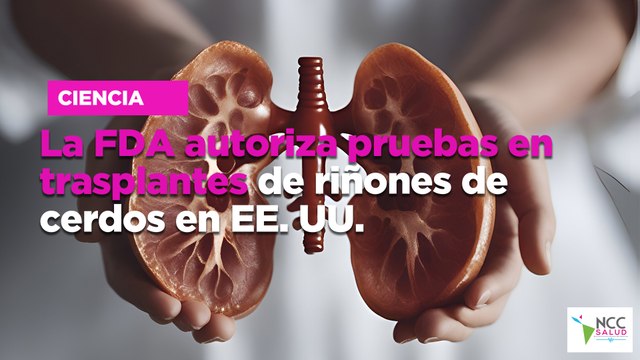 La FDA autoriza pruebas en trasplantes de riñones de cerdos en EE. UU.