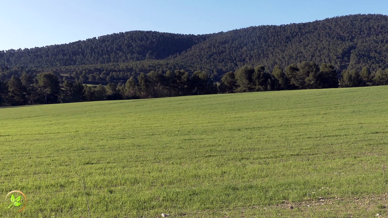 Episodio 008 - 21 minutos... 🌿 Viento en el Valle: Sonido Relajante de la Naturaleza para Meditar, Dormir y Concentrarse 🌿 | Disfruta del susurro del viento entre las montañas, el murmullo de los árboles y la paz de un valle abierto.