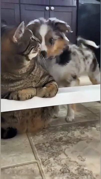 Meow & Woof Universe
