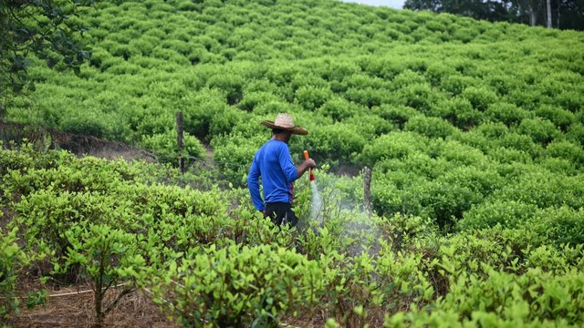 Gobierno pagará a campesinos para erradicar cultivos de coca en el Catatumbo